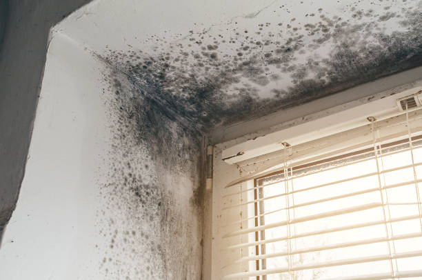 Affordable Attic Mold Removal solutions in Richwood, TX
