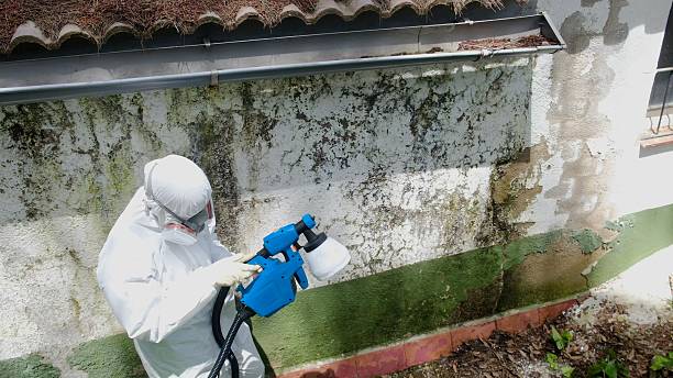 Top rated local Attic Mold Removal specialists in Richwood, TX